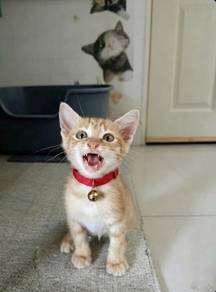 For Adoption 😸 Ipoh