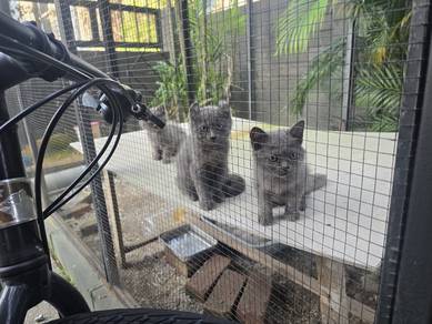 bsh kitten