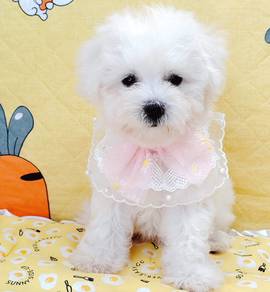 Bichon Frise