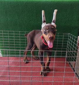 Doberman Puppy MKA Female A 1406