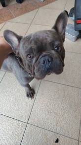 French Bull Dog