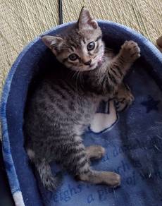 kitten comel