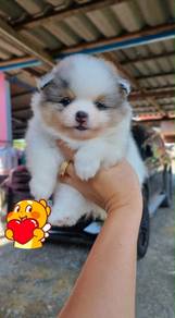 Pomeranian