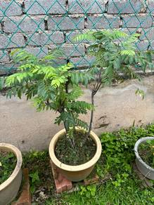 Pokok Daun Kari