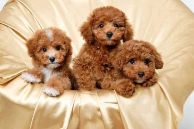 WWP18 Tiny Poodle red brown haired puppy
