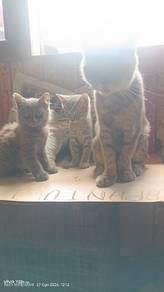 kucing