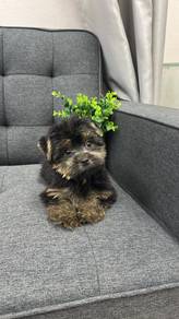 约克夏男 ( 平价）
Yorkshire Terrier
Male
AM-2
Dob : 26-06