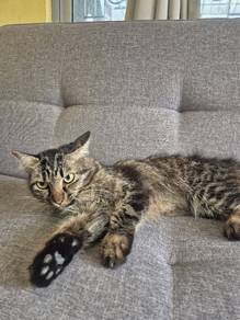 ibu kucing mengandung