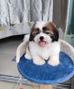 Shihtzu. 