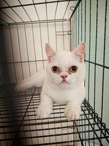 Kitten Male / Jantan