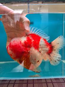 Shogun Thai Goldfish