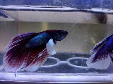 Dumbo Betta Ikan Laga