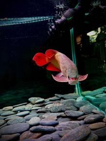 Ikan Arowana Super Red SR Sepauk