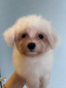 tiny maltese