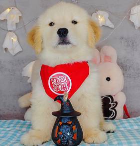 Golden Retriever
