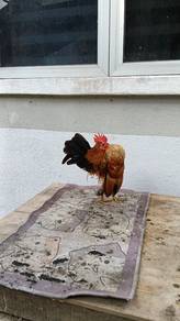 ayam serama