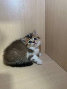British Shorthair BSH