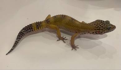 Leopard Gecko - Assorted