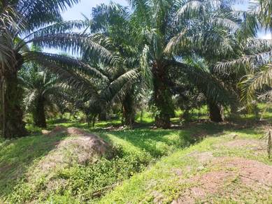 Agricultural Land in Tangkak, JHR