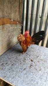 ayam serama 