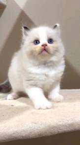 Ragdoll female kitten