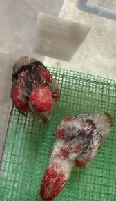 Burung red lorikeet Hand feed Siap lesen