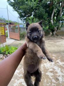 Belgium shepherd