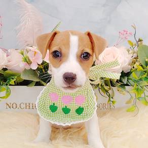 Jack Russell