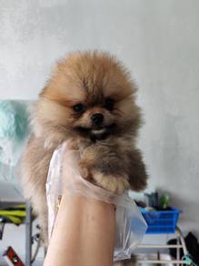 Pomeranian orange