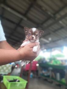 Chihuahua 13