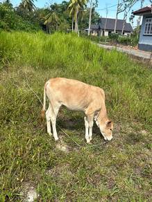 Lembu Betina