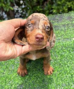MINIATURE DACHSHUND Puppies 0143 🐻 Short-haired