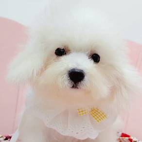 Bichon Frise
