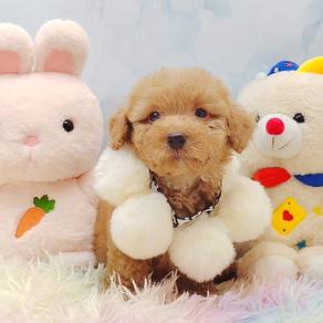 Poodle