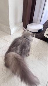 Munchkin mix parsi