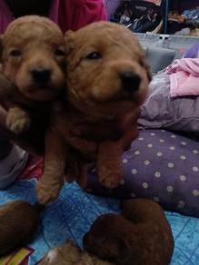 Toy poodle 