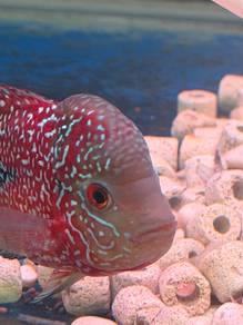 kamfa clasik flower horn red
