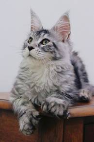 Mainecoon