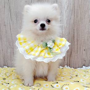 Pomeranian