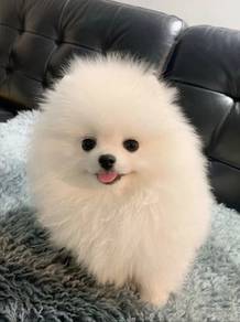 Pomeranian