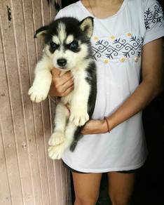 Wooly husky