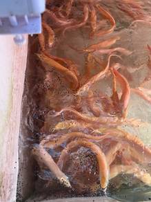 arowana selive albino