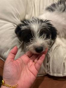 maltipoo female