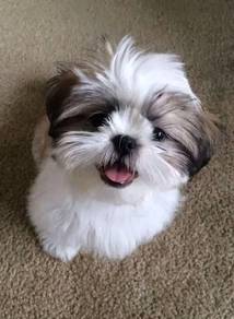 B6399 Innocent Shih Tzu / Shihpoo / Cute / Tricolo