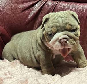 ENGLISH BULLDOG PUPPIES Female  C057