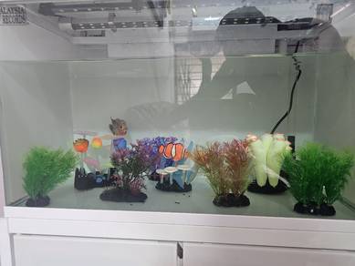 Flowerhorn with aquarium