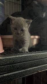 British Shorthair BSh kucing