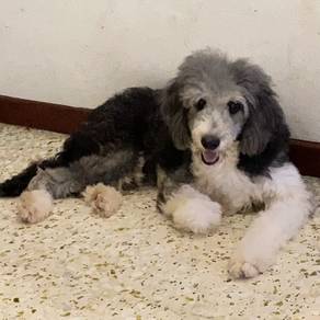 Standard Poodle