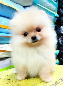 GG_HMM12992 Tiny Pomeranian puppies