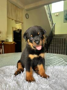 Rottweiler puppies 🐶🐾